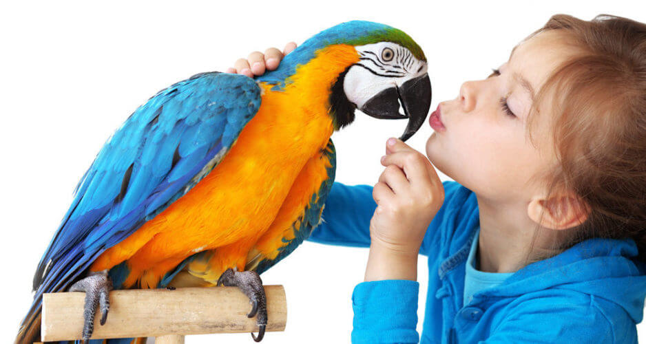 hand-reared-parrots-melbourne-call-1300-my-bird