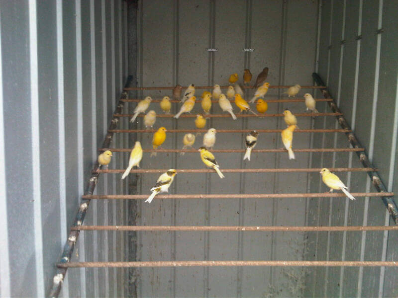 Canaries For Sale Melbourne - Yellow