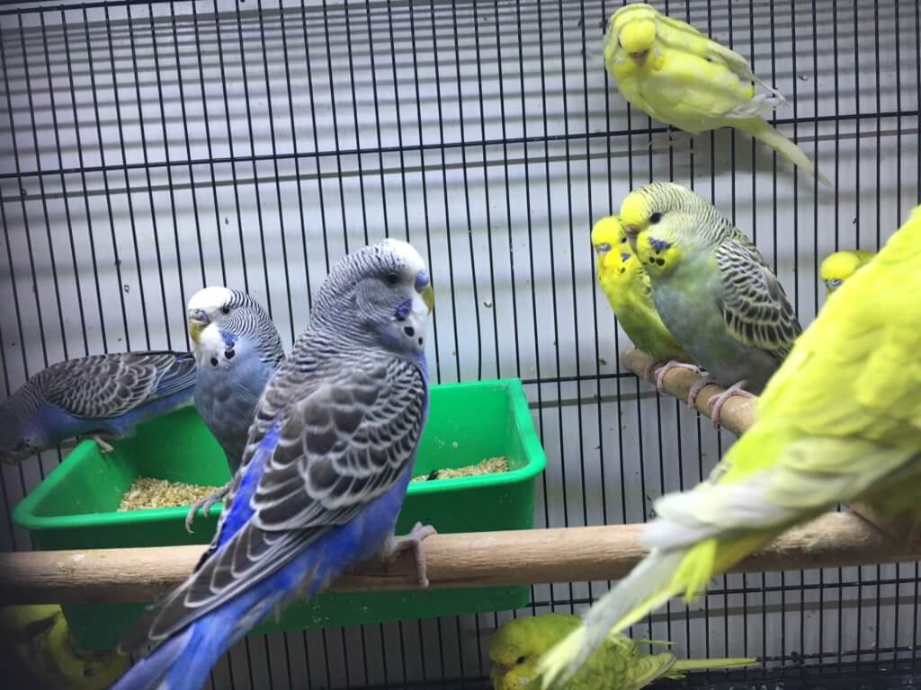 Budgie Melbourne | Baby Budgies All Colours | CALL 1300 MY BIRD