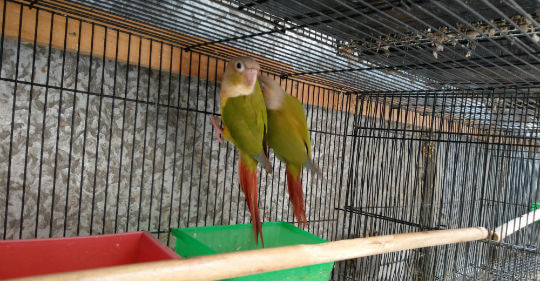 pineapple conure breeding