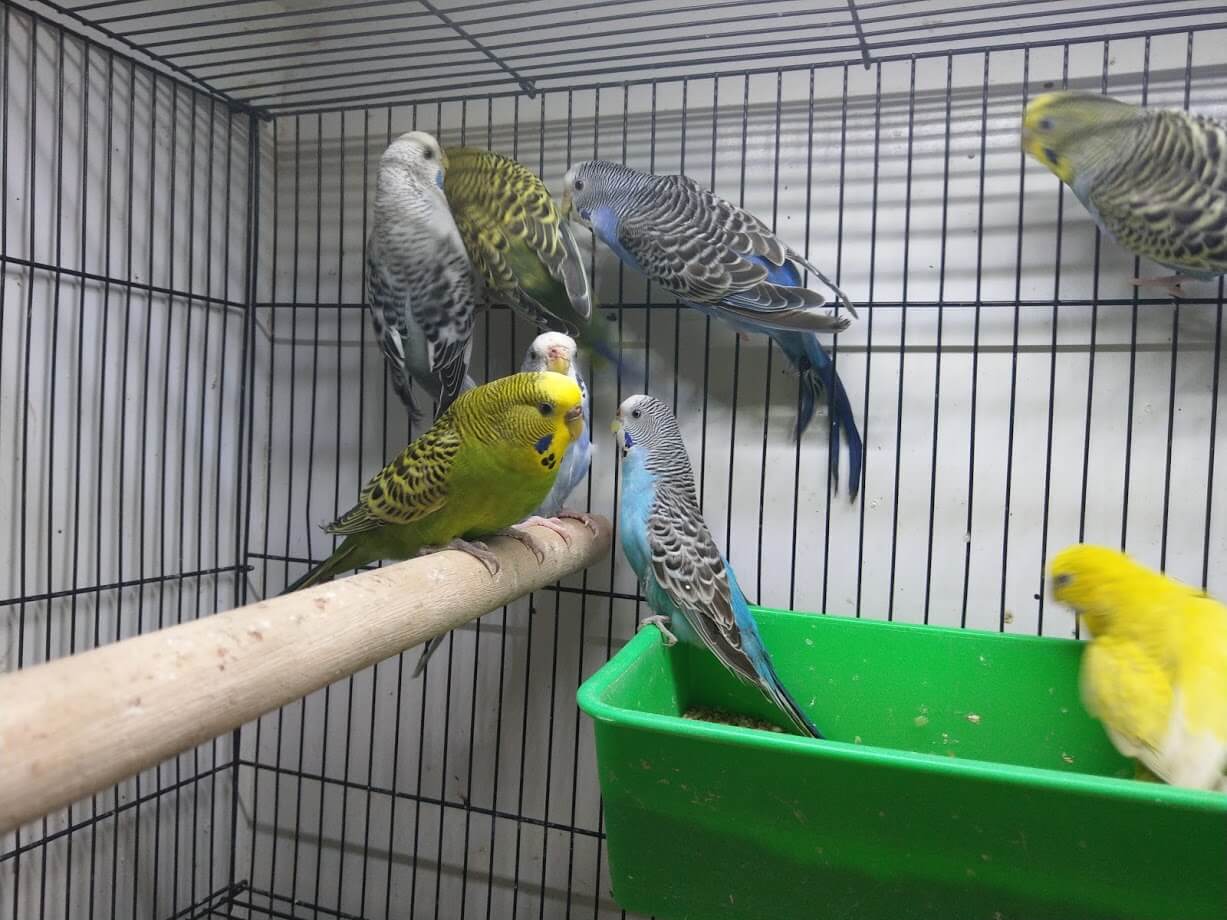 Types of Birds Melbourne | Budgies