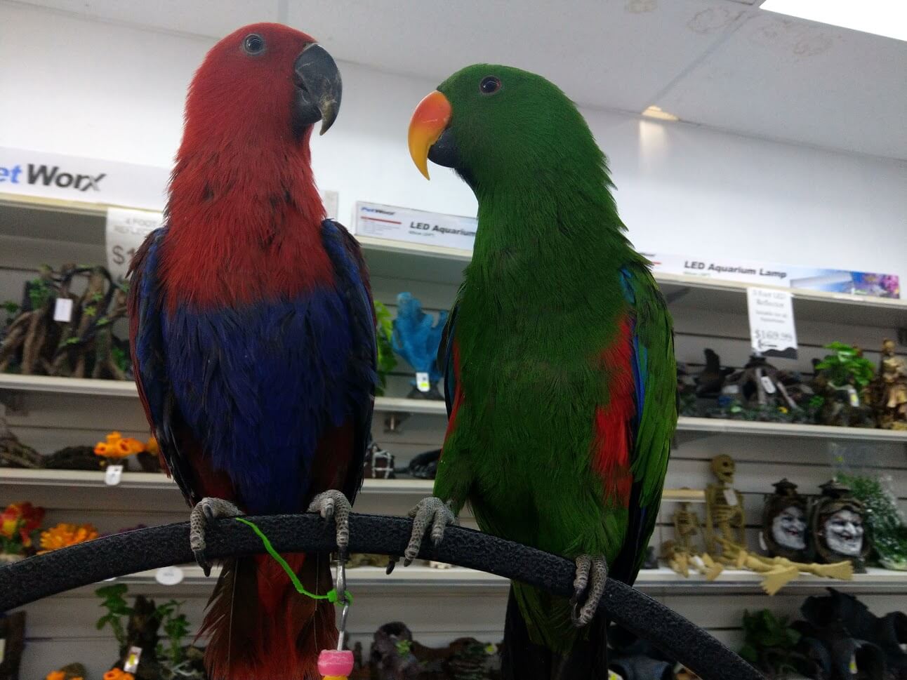 Types of Birds Melbourne | Eclectus Parrots