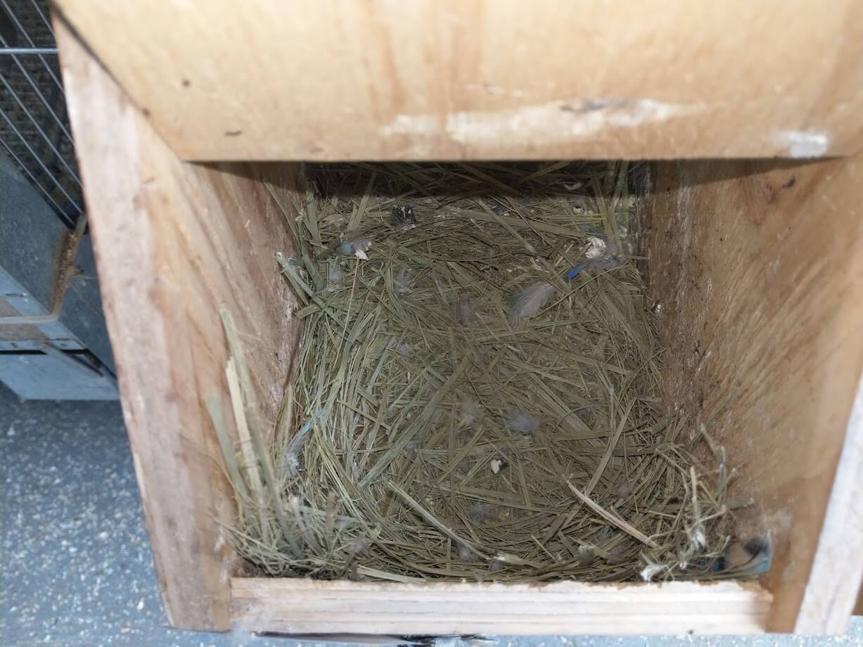 Nesting Boxes Melbourne | Parrot Nest Box