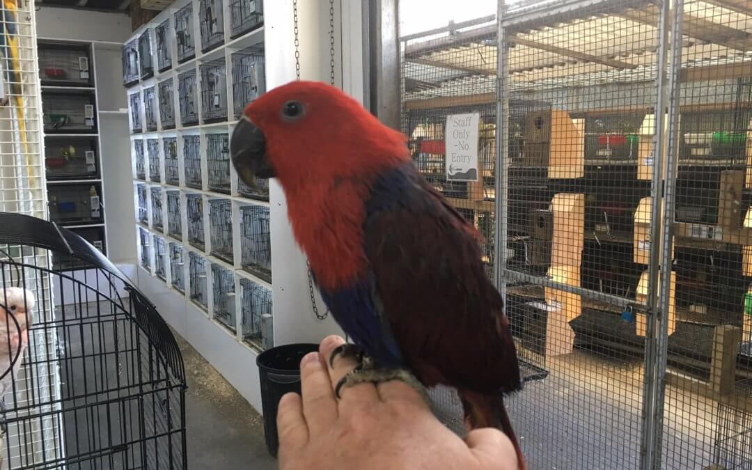 Just arrived! We just got in a beautiful four month old female Eclectus