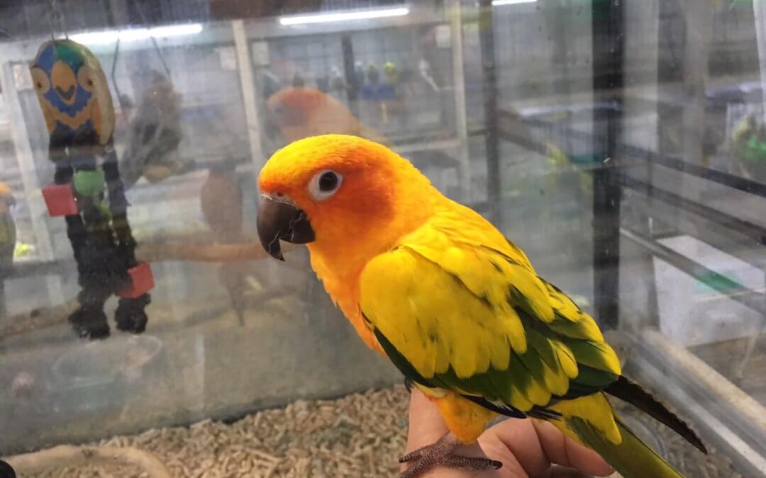 Just arrived! We have just got in a gorgeous baby Sun Conure