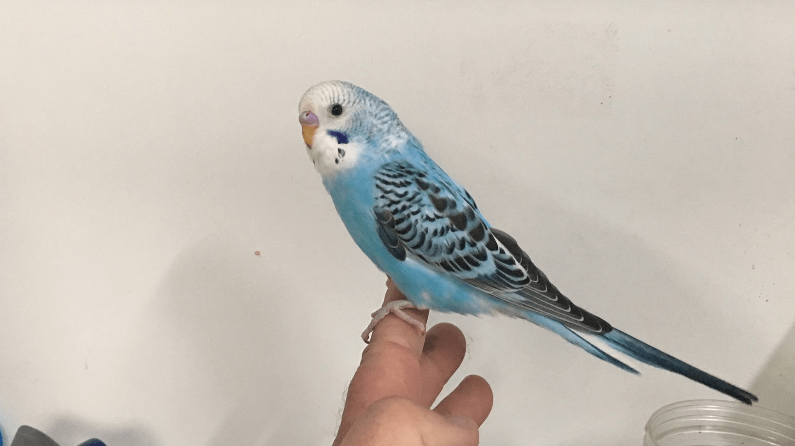 Budgie and Cage Melbourne | Blue Budgie