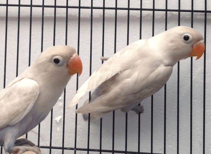 Lovebird and Cage Melbourne |  White Lovebirds