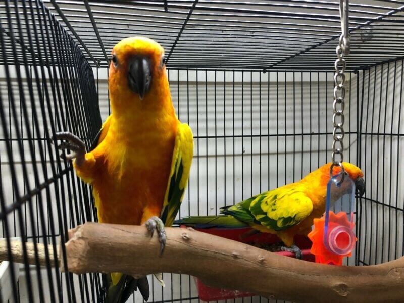 Aviary Birds for Sale in Melbourne | Melbourne's Best Range