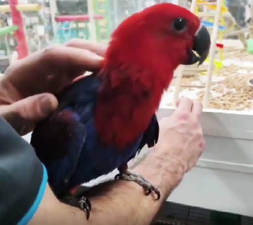 Eclectus parrot Melbourne