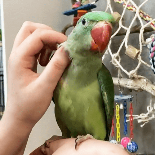 Baby_pet_parrots_alexandrine