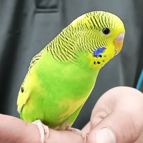 Baby_pet_parrots_budgie