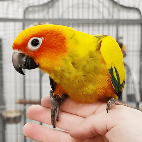 Sun on sale conure price