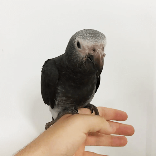 African Grey parrots for sale Melbourne 1