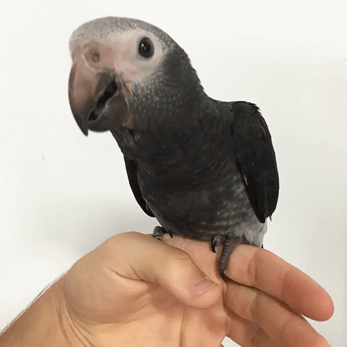 African Grey parrots for sale Melbourne 2