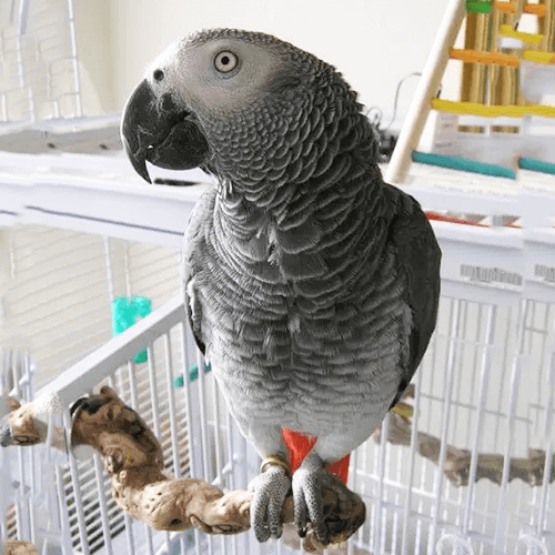 African Grey parrots for sale Melbourne 3