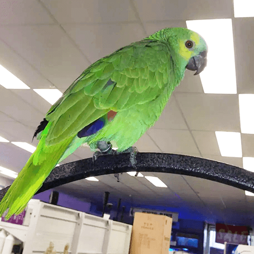 Amazon Parrot Melbourne 1