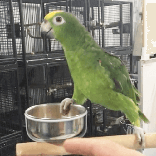 Amazon Parrot Melbourne 2