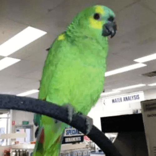 Amazon Parrot Melbourne 3