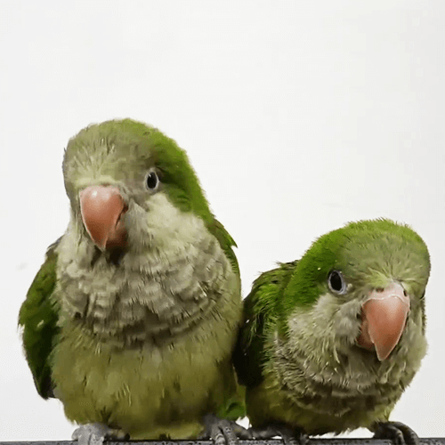 Baby Bird Melbourne 3