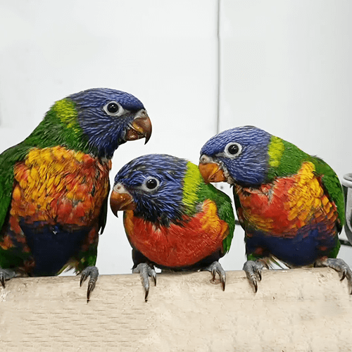 Buy Parrots Melbourne 3