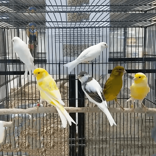 Canary Melbourne 2