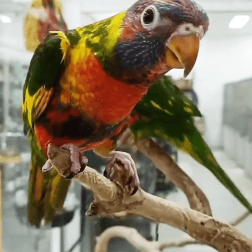 Current hand reared parrots melbourne 1