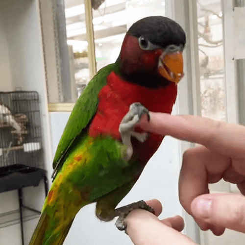 Current hand reared parrots melbourne 3