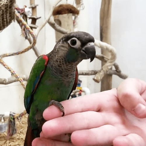 Victorian Bird Company - Hand Tame Pet Birds