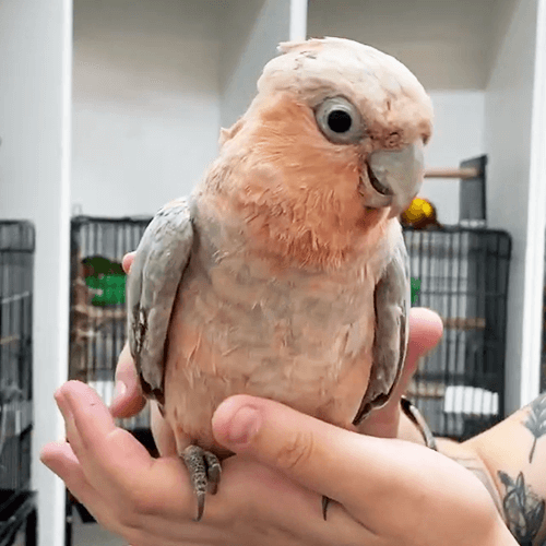 Current hand reared parrots melbourne 5
