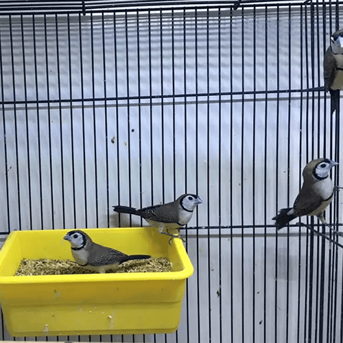 Finch for sale Melbourne 2