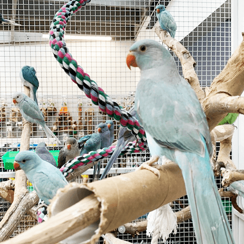 Foreign Parrots for sale Melbourne 2