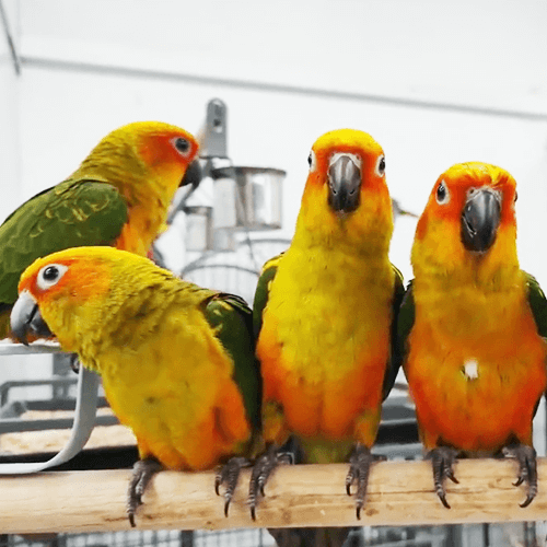 Foreign Parrots for sale Melbourne 3