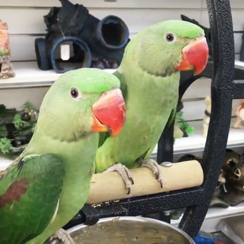 Hand Raised Birds for Sale Melbourne | Your Best Friend | CALL 1300