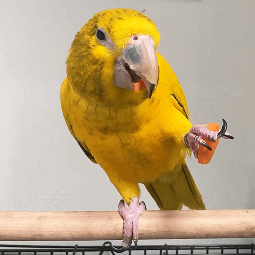 Hand Raised Parrot Melbourne 3
