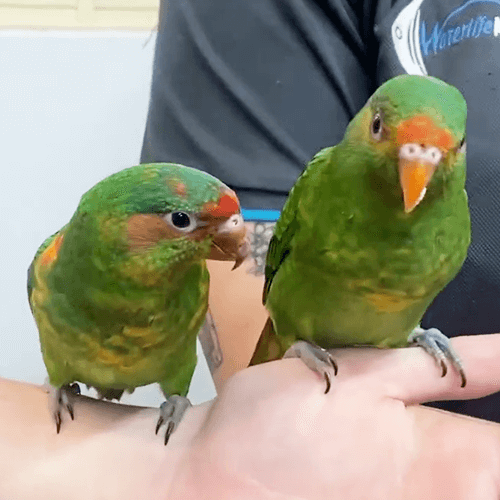 Hand Reared Parrots 1