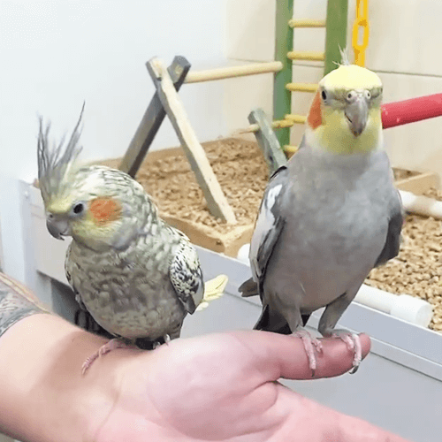 Hand Reared Parrots 2