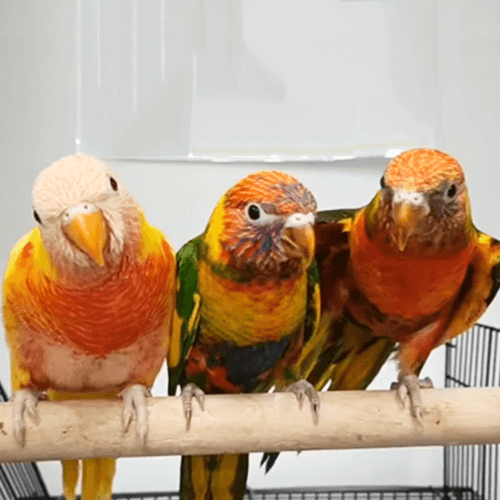 Hand Reared Parrots 3