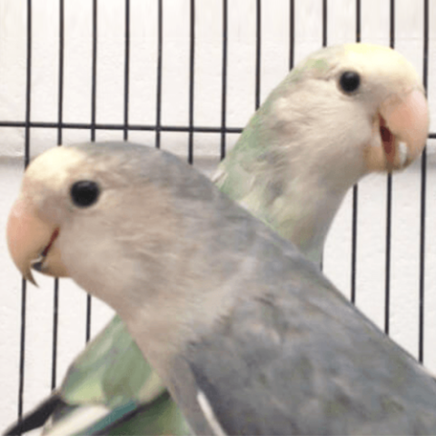 Love Birds For Sale Melbourne | CALL 1300 MY BIRD