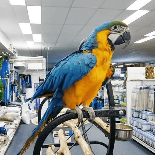 Macaw Melbourne 3
