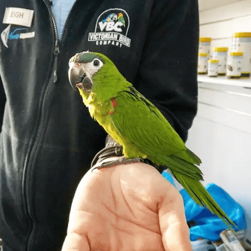 Macaw Melbourne 4