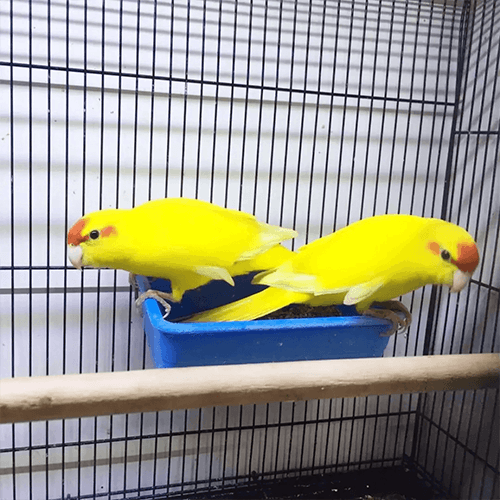 Parrots Melbourne 1