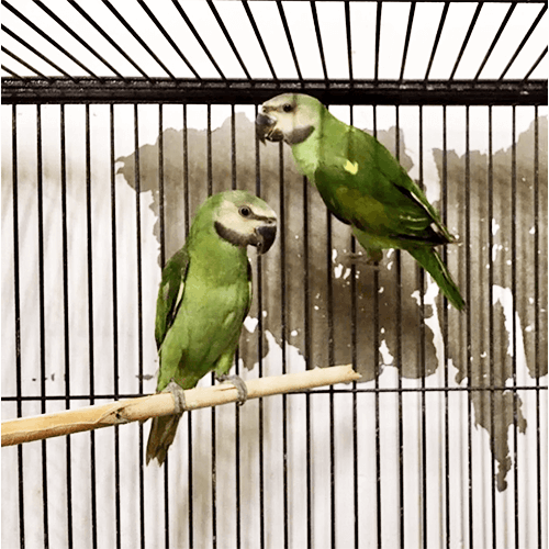 Parrots Melbourne 3