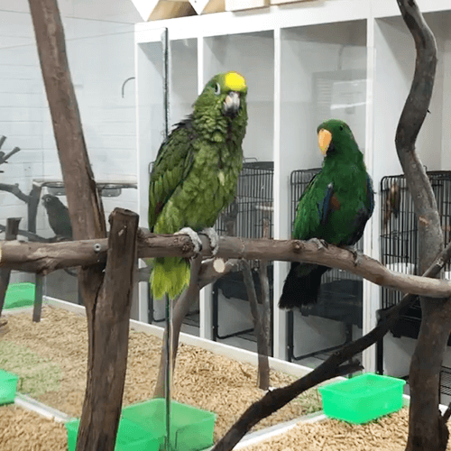 Pet Birds Melbourne 1