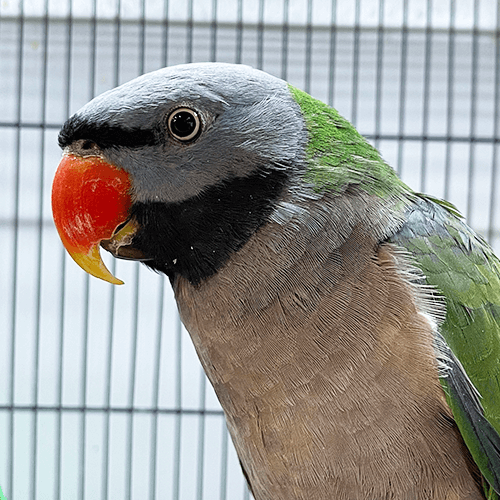 Pet Parrot for sale Melbourne 1