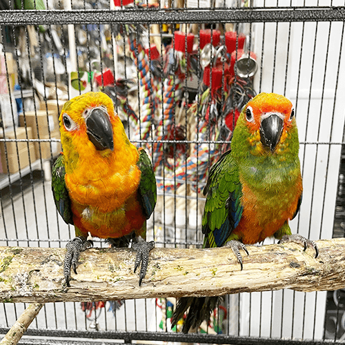 Pet Parrot for sale Melbourne 2