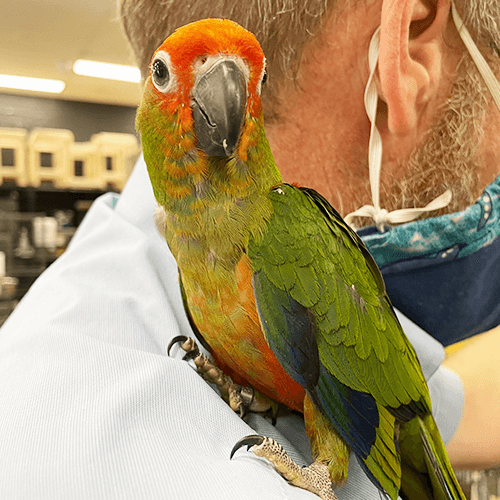 Pet Parrot for sale Melbourne 3