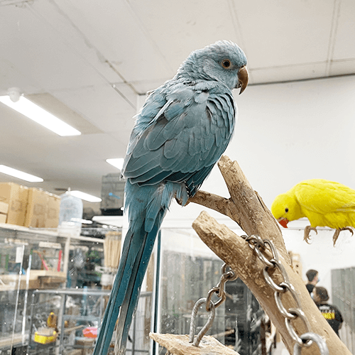 Pet Parrot for sale Melbourne 4