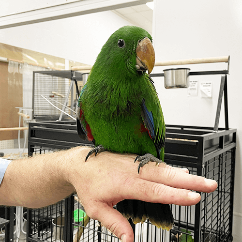 Pet Parrot for sale Melbourne 5