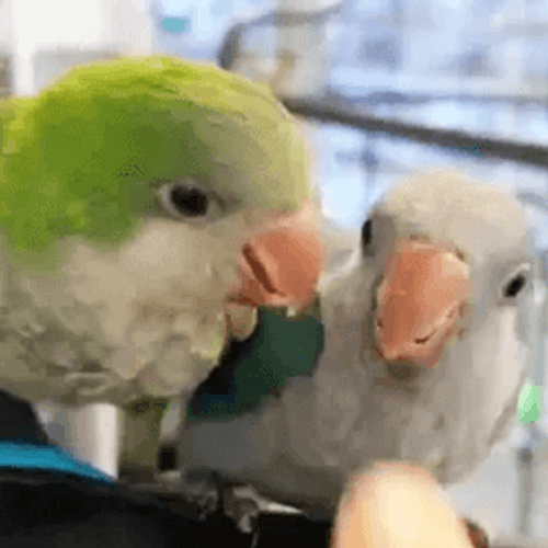 Quaker parrots Melbourne 3