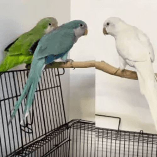Quaker parrots Melbourne 4